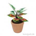 morepic-1