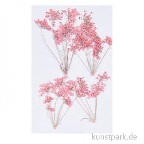 Gepresste Blüten - Ammi-Zweig Rosa, 4 Stück