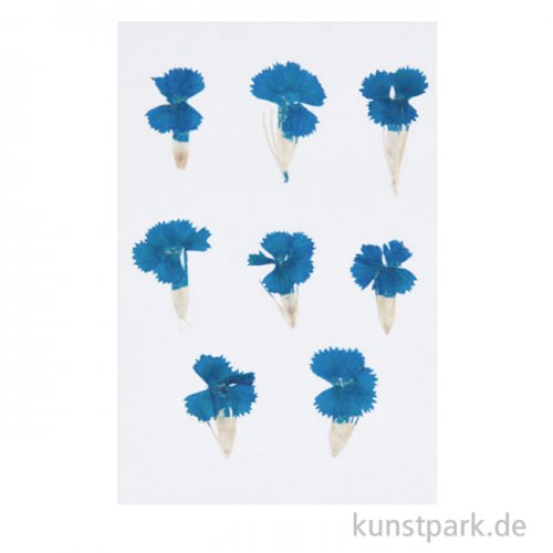 Gepresste Blüten - Chinesische Nelke Blau, 6 Stück