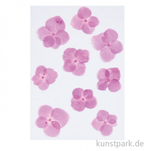 Gepresste Blüten - Hortensie Pink, 9 Stück