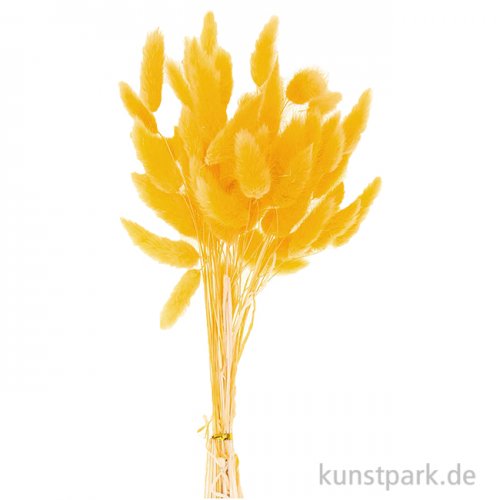 Getrockneter Lagurus, 50 Stück Bund | Gelb