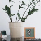 morepic-2