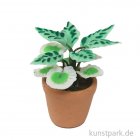 morepic-2