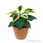 morepic-3